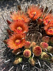 Ferocactus wislizeni