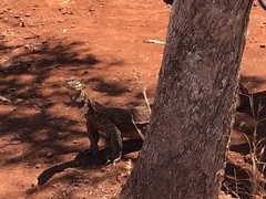 Varanus panoptes rubidus
