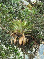 Tillandsia fendleri