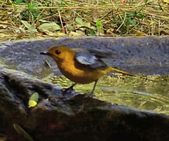 Cossypha natalensis intensa