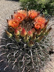 Ferocactus wislizeni