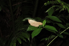 Hypopyra ossigera
