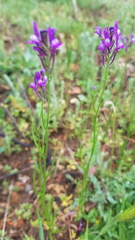 Linaria pelisseriana