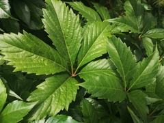 Parthenocissus quinquefolia