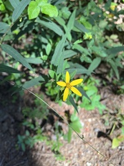 Helianthus microcephalus