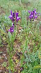 Linaria pelisseriana