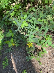 Helianthus microcephalus