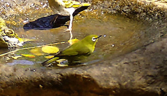 Zosterops virens virens