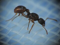 Myrmica ruginodis