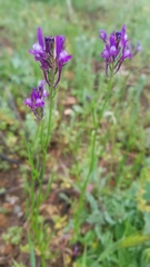Linaria pelisseriana
