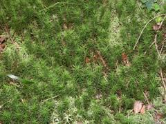 Polytrichum commune