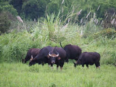 Bos gaurus