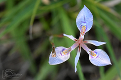 Moraea elliotii