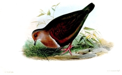Shy Ground Dove photo 2