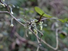 Coprosma spathulata spathulata