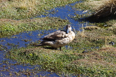 Lophonetta specularioides