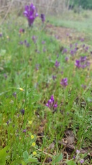 Linaria pelisseriana