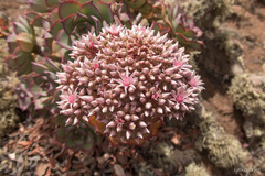Aeonium lancerottense
