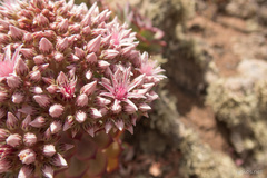 Aeonium lancerottense