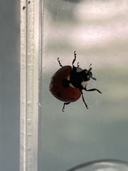 Coccinella septempunctata