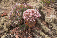 Aeonium lancerottense