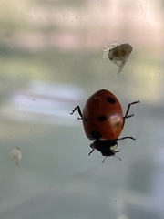 Coccinella septempunctata