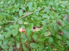 Chilocorus renipustulatus