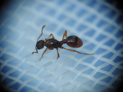 Myrmica ruginodis