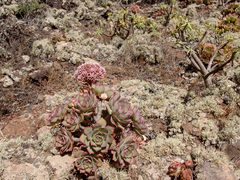 Aeonium lancerottense