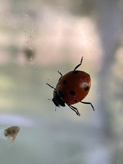 Coccinella septempunctata
