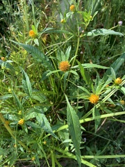 Bidens connata