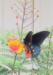 Papilioninae