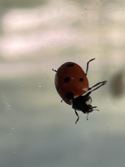 Coccinella septempunctata