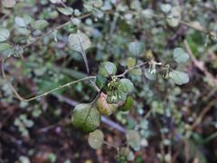 Coprosma spathulata spathulata