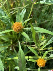 Bidens connata