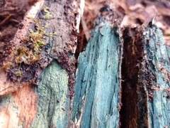 Chlorociboria