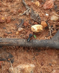 Camponotus compressus