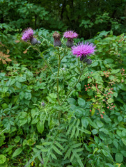 Cirsium muticum