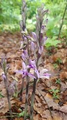 Limodorum abortivum