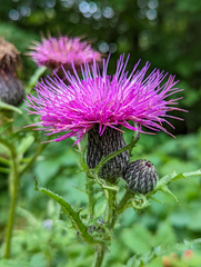 Cirsium muticum
