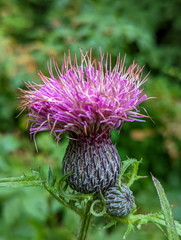 Cirsium muticum