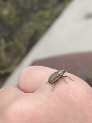 Naupactus peregrinus