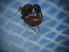 Myrmica ruginodis