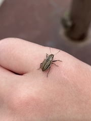 Naupactus peregrinus