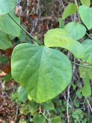 Cocculus carolinus