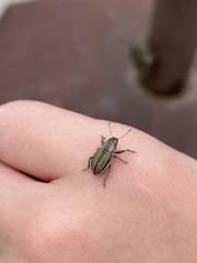 Naupactus peregrinus