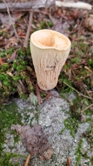 Turbinellus kauffmanii