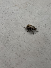 Naupactus peregrinus