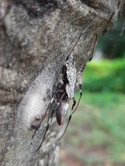 Herennia multipuncta