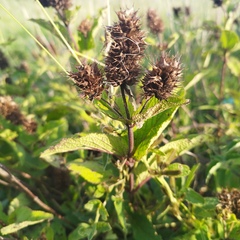 Lepechinia caulescens